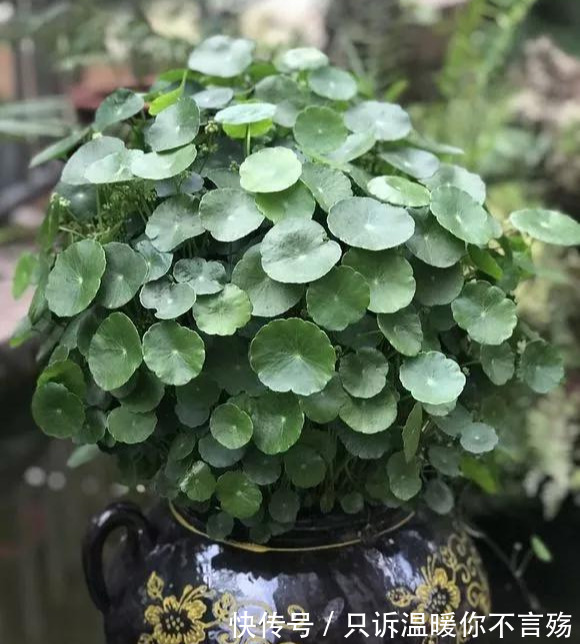 养花技巧铜钱草养在这，7天就爆盆，叶子长成巴掌大！