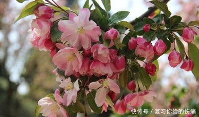 牡丹花|喜欢养护花卉,就选择3种花卉,花色绚丽,花朵端庄,妖娆美丽