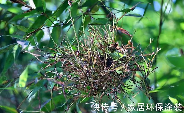 老话|“竹子开花,马上搬家”有啥寓意?不搬家会怎样?3方面带你了解