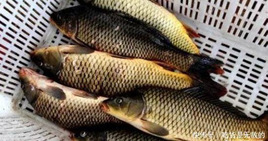 鲤鱼|鲤鱼饵不要买,自己在家就能做,1分钟能学会,让你钓1次忘不掉