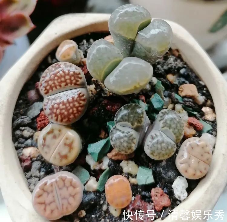 90后川妹子的“丑肉”逆袭记!时光不弃,多肉常在!