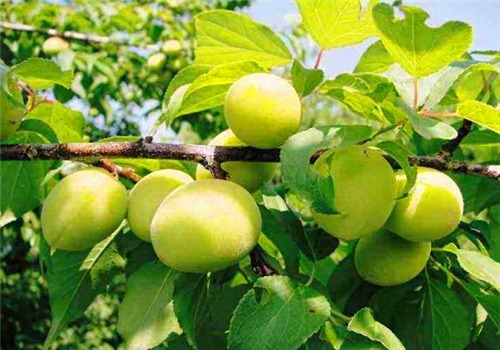 女性|女性到了中年 多吃4种食物,美容护肤,延缓衰老,养护肠胃