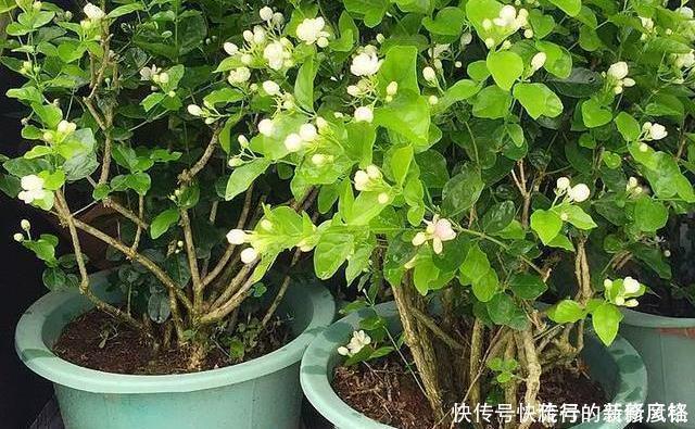 5个养花小技巧,既简单又实用,不愁学不会养好花