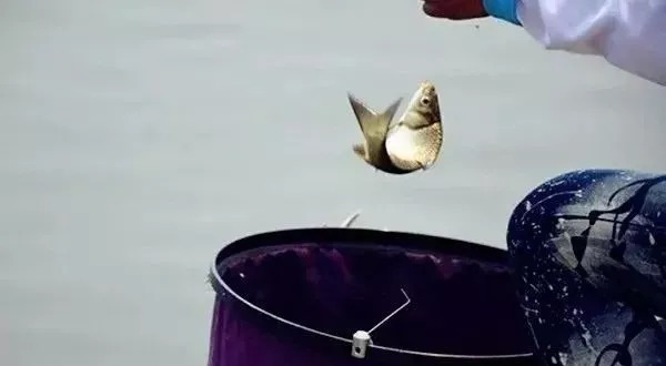 冬天最强的三种钓鲫绝学,一看就“懂”,再也不怕没有口!