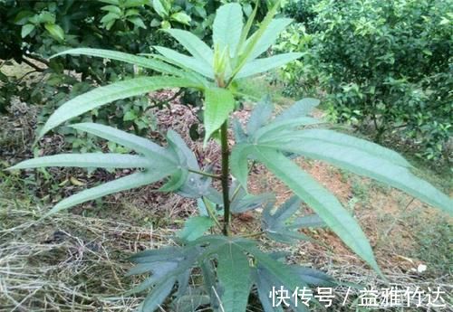 无花果|只知道果子味道甜好吃，却不知根茎才是好货，钙含量是牛奶7倍！