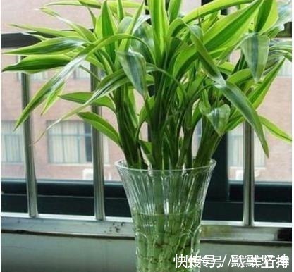 枯萎|这5种花别放这些位置，放一盆死一盆，不是黄叶就是枯萎，快挪走！