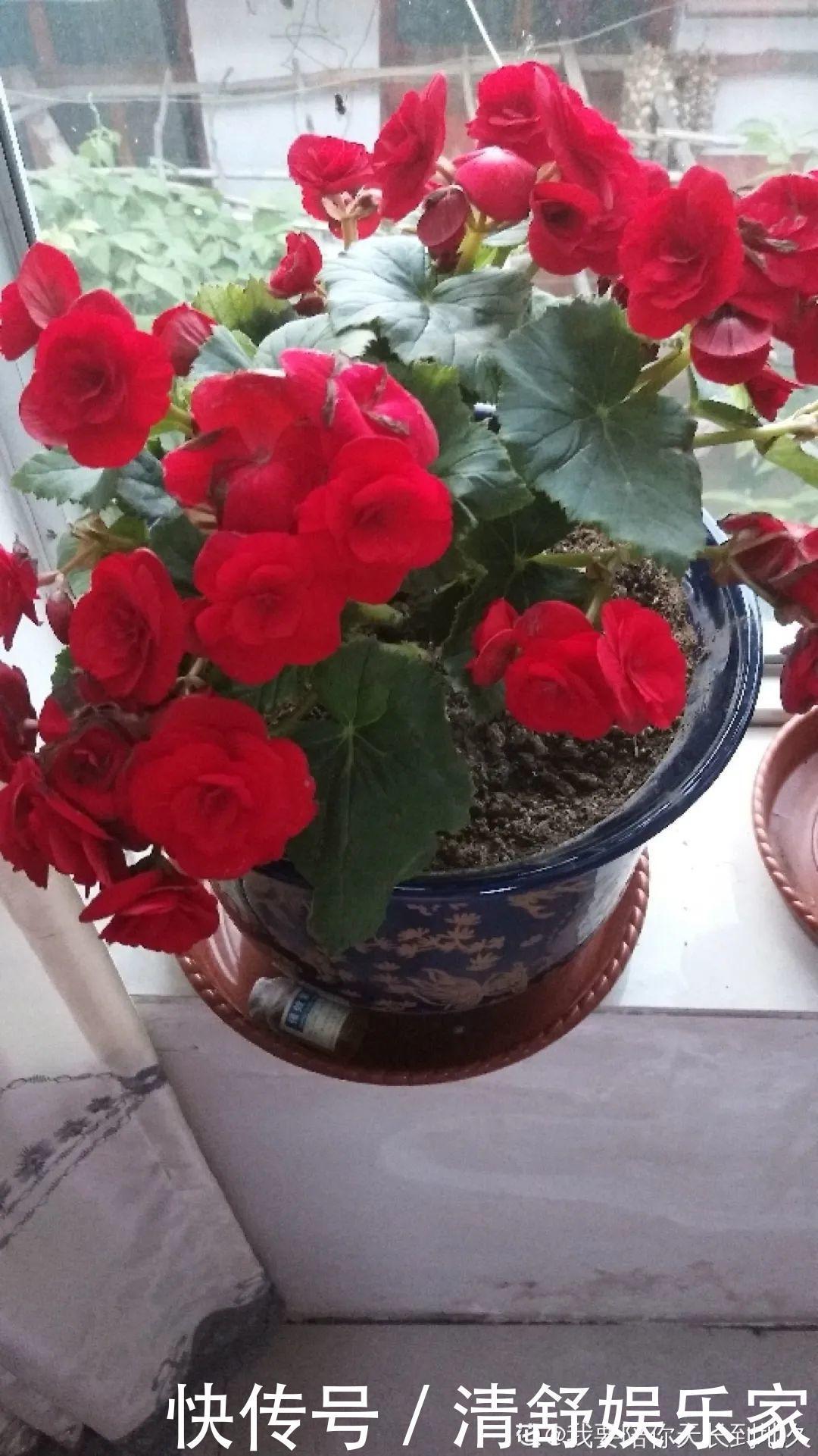 叶芽|君子兰千万别喷水，一喷水就烂叶，3天就要死翘翘！