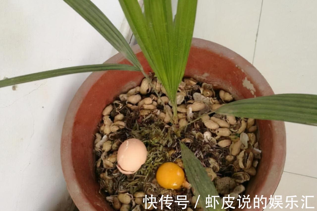 爷爷养花从不花钱，只用这3种垃圾，盆里撒一层，养啥都爆