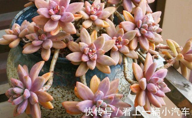 养多肉秋丽,从这4点入手,植株一年四季长新枝,呼呼爆盆