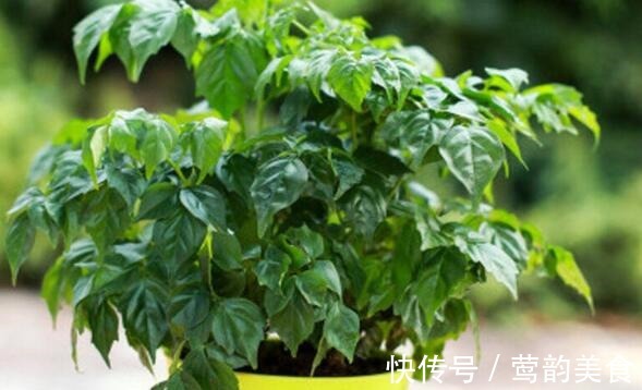 幸福树|喜欢养花，不如养盆香妃茶花，开花色香俱全，花期还长，超美