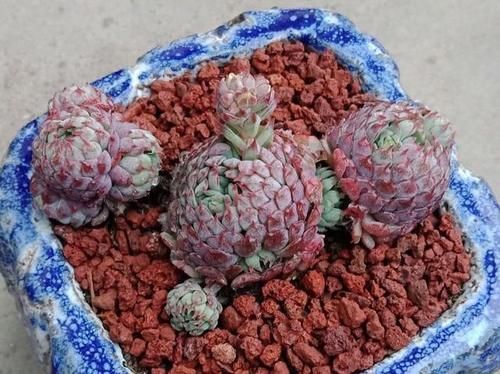 花友|都知道这3款多肉不好养,但是真的很漂亮,愿意尝试的花友真不少