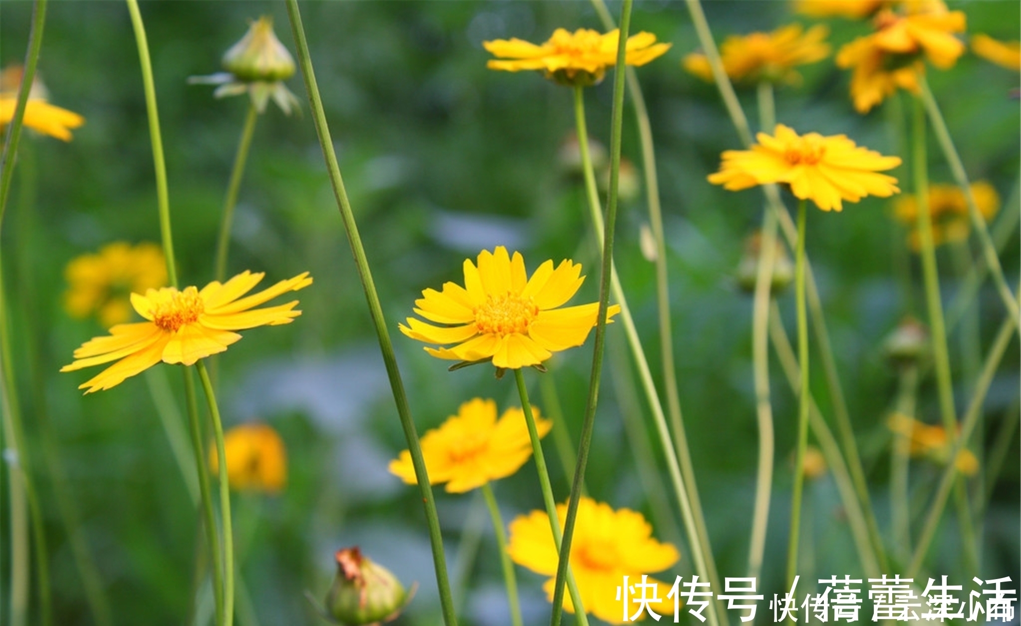 科举考试&罗隐最经典的一首咏菊诗，从开篇到结尾句句经典，值得我们一读！