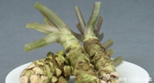 餐桌|一种能卖200元一斤的山野菜,是餐桌上不错的佳肴,还能来入药