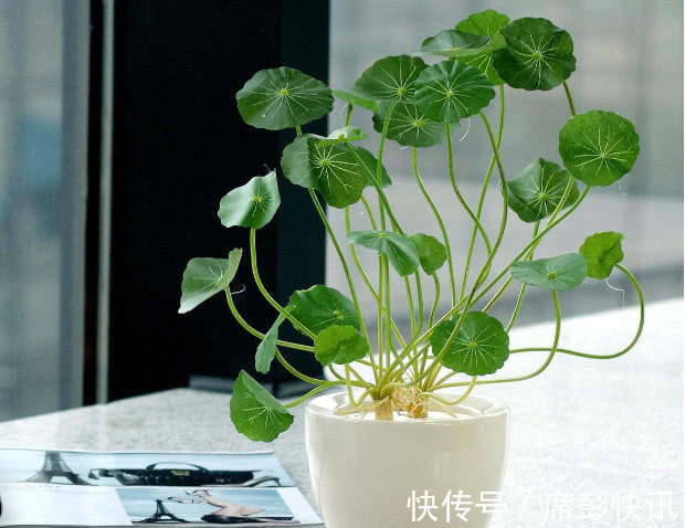 铜钱草叶子越长越少只需注意3个方面，叶子茂密轻松爆盆