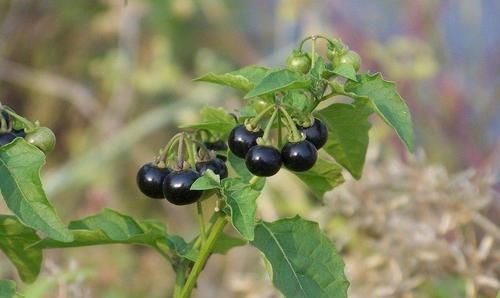 苦葵|田间一种不起眼的植物,原来还有这么多功效?