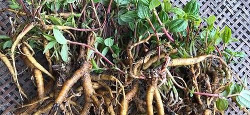 农村常见的“人参根”，原来有这么多功效，以后见到要珍惜！