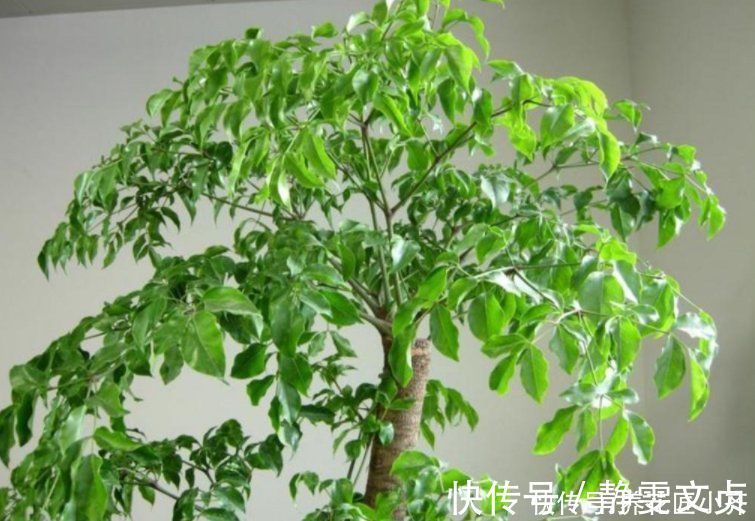 油绿|如果室内盆栽叶子油绿,一碰掉叶子,原因只有2个,救治很简单