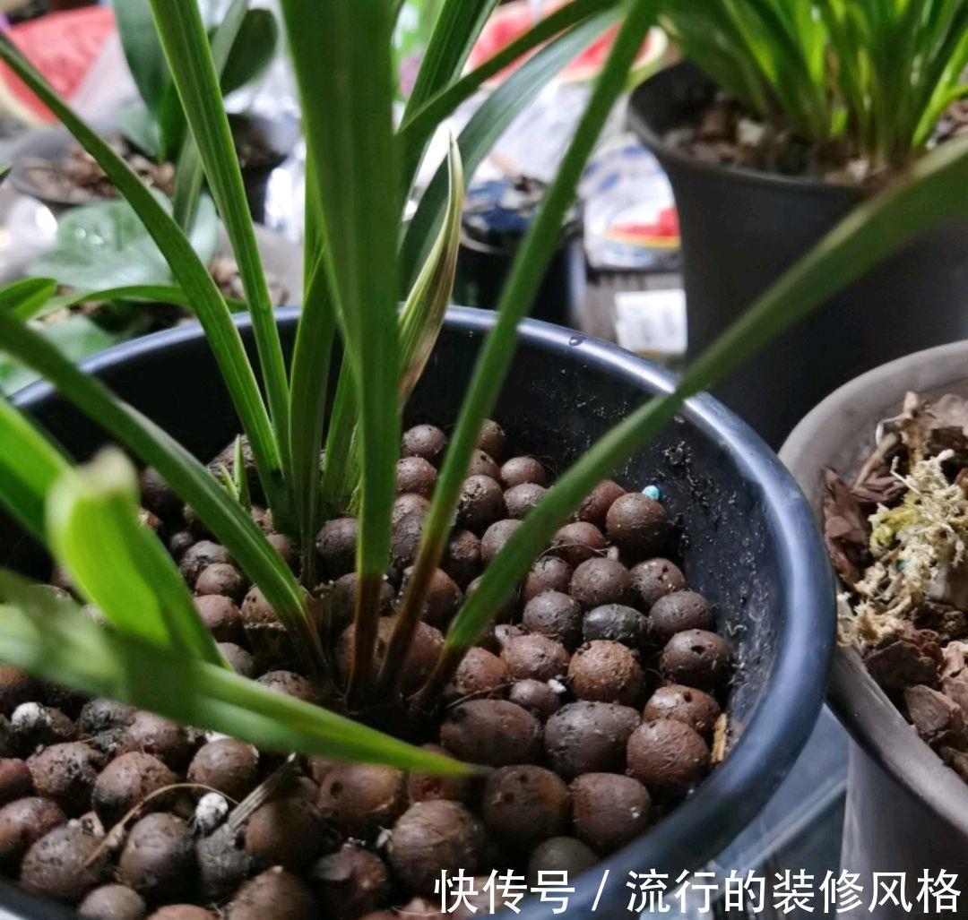 休眠|兰花的叶片底端变黄变枯,兰花在夏季度夏实在难