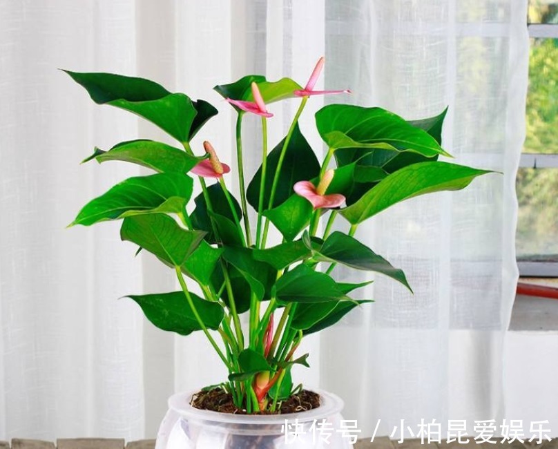 粉掌|家种粉掌总是无精打采?知道花卉的这些特点,保管粉掌漂亮健康