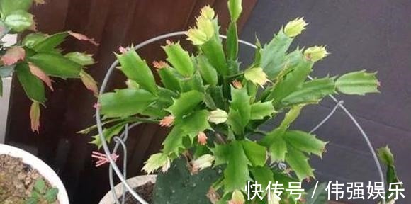 盆栽|嫁接、盆栽蟹爪兰该注意什么2步管理到位,茎叶嗖嗖花开不停