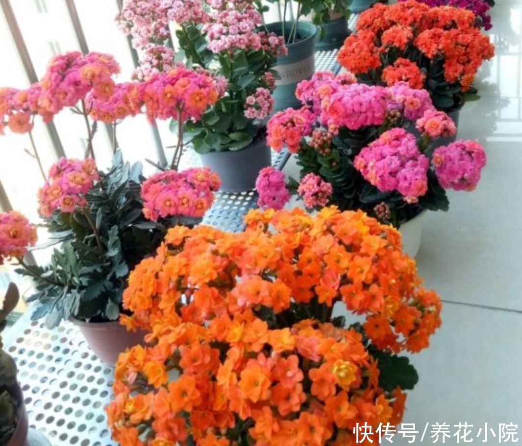 太阳花|4种漂亮的花,天热也能扦插,根本不用买