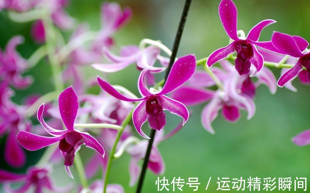 老祖先说:家中养3兰,吉祥又平安,花友:很有道理