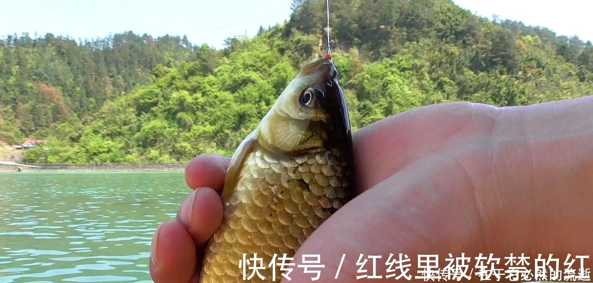 这些都是鲫鱼爱吃的食物，用来钓鲫鱼，一钓一个准