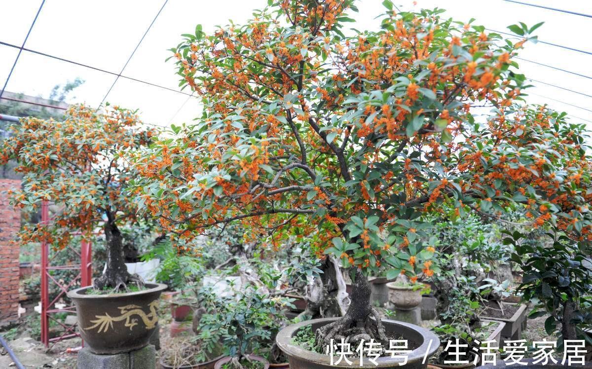 玫瑰花|6种漂亮花,又香又好吃,美食之花,你养过几种?