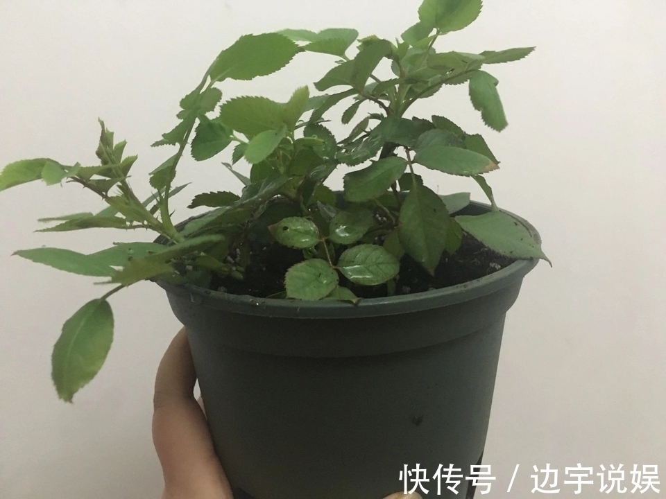 月季胭脂扣开花美似蔷薇,做到5点,开花爆盆成瀑布,眼馋得很