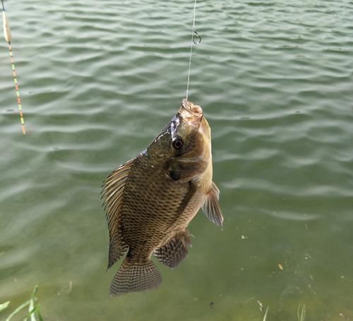 鱼头|注意鱼身上一个部位有毒，千万别吃爱吃鱼的小伙伴赶紧看看吧