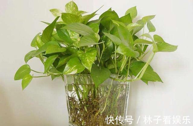水培植物|哪种“水”更适合水培绿萝小花匠用这种水，水培绿萝疯长爆盆