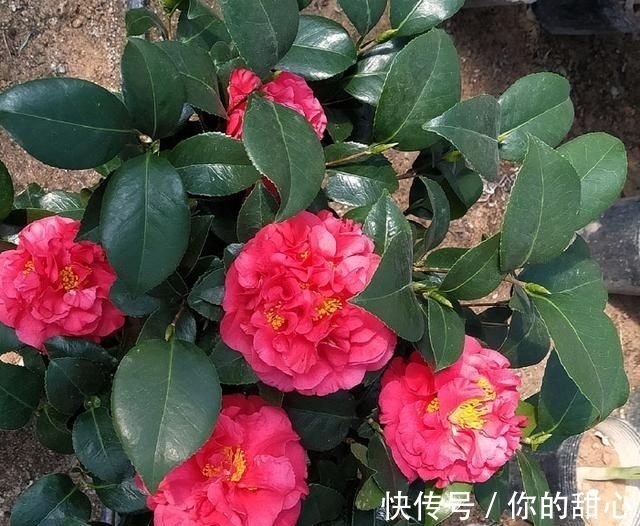 克瑞墨|此花人称“赛牡丹”，芬芳如香薰，花期还长，不养一盆有点可惜