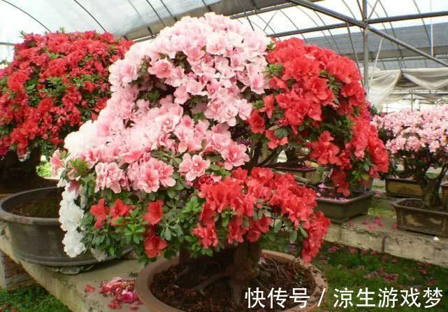 新买的杜鹃,记住4点,不黄叶不落叶,盆盆都能开爆