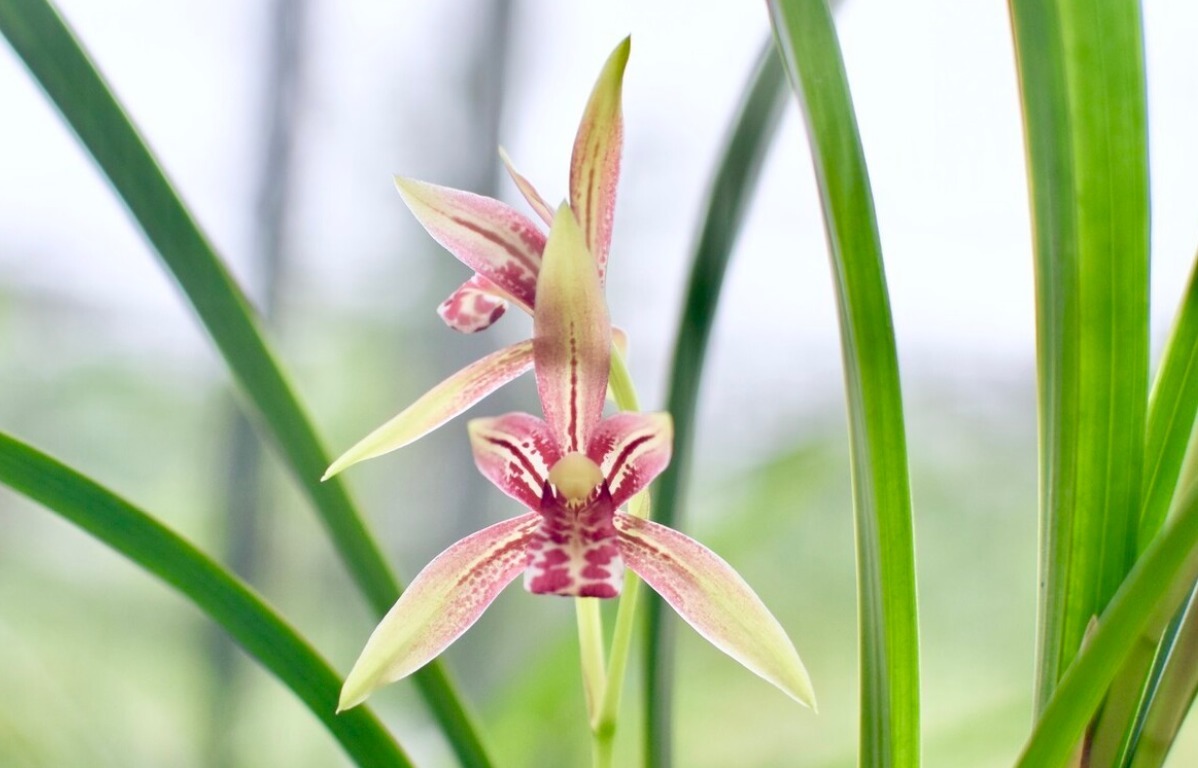 春天养兰花要学会“4变”,越变苗越多,还长得格外壮