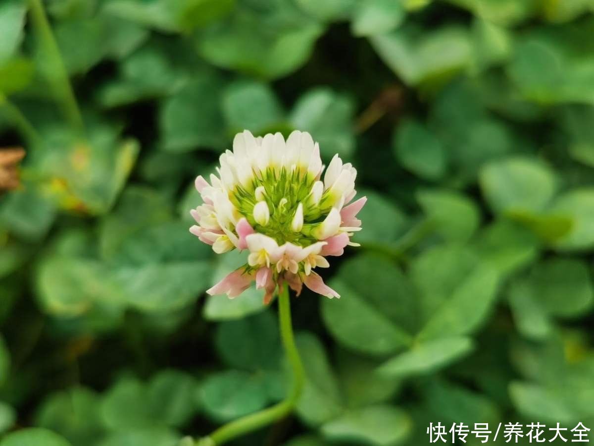 3种植物要谨慎养护，不然泛滥成灾，想清理干净都很难