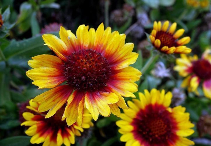 美丽|喜欢玫瑰,优选“精品玫瑰”玛利亚,花开粉粉嫩嫩,可爱美丽