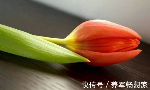 仙人柱|客厅不能乱养“花”，这种花被称为“破财花”，后悔现在才知道！