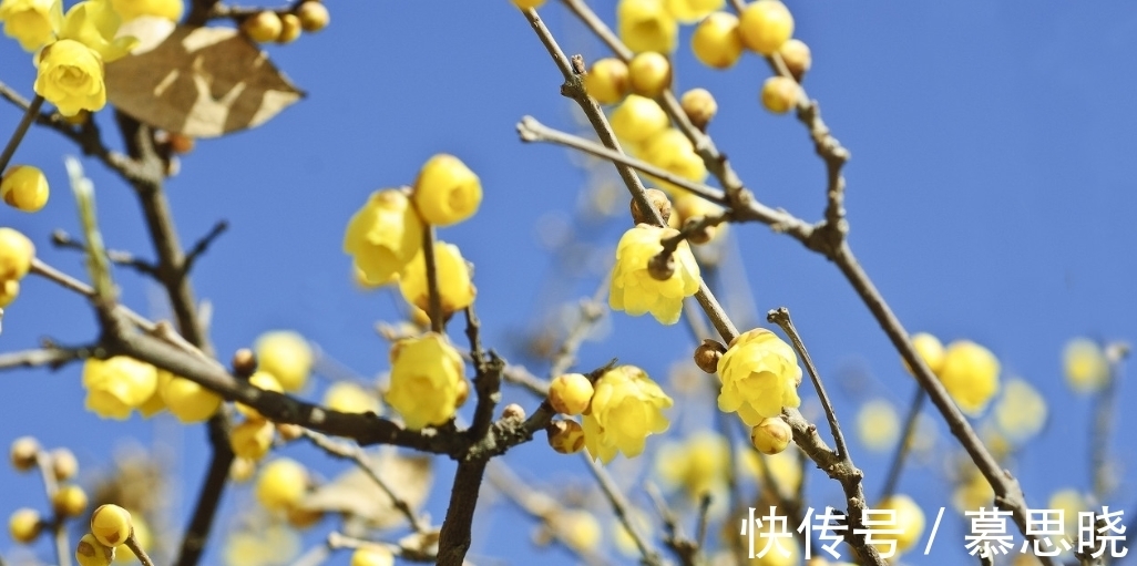 腊梅能扦插吗？成活率提高秘籍