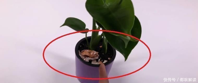 鸡蛋壳|不管养什么花,花盆里放入1个鸡蛋,一年都不用施肥,怎么回事