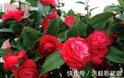 茶花生长,四季有“规律”,秋天这样养,花苞巴掌大,砰砰开大花