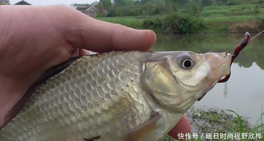 我是如何用蚯蚓钓鱼的