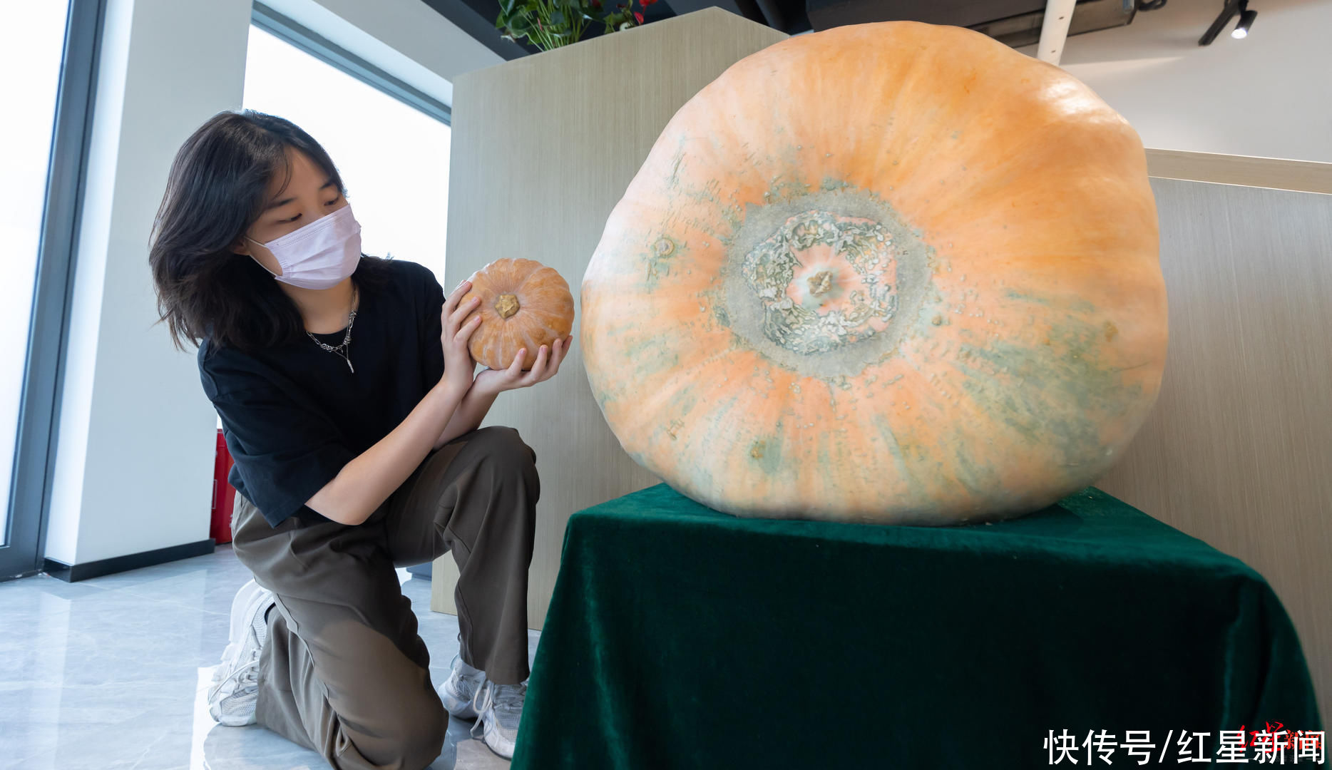 红星新闻记者|成都种出巨型南瓜！种植工作人员：200斤算小的，最大的541斤