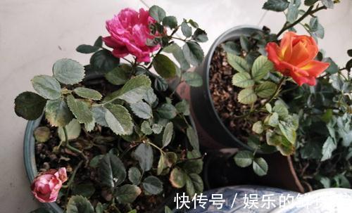 月季灰霉病，肥害，缺素症，缺铁性黄叶怎么救