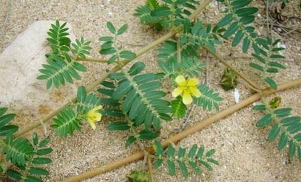 药材|这野草，俗称“拦路草”，人见了躲着走，却被道家奉为“长生药”