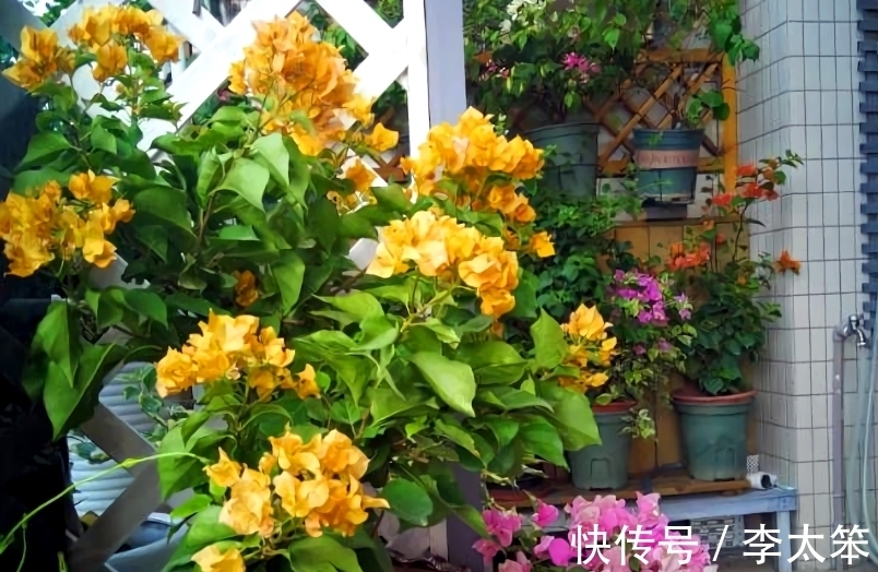 5种“过期药”别扔,磨成粉养花,代替生根粉营养液,杀菌防病害