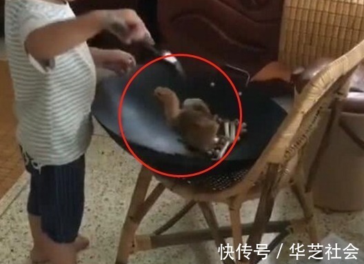 小鸡|妈妈给宝宝买了只小鸡,上完厕所回来,孩子的行为让妈妈无法淡定