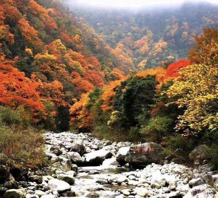 青未|青未了｜秋染枫山