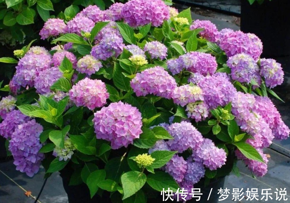 夏季养殖绣球花,怕花大压弯枝头?学会这几招,植株不倒伏