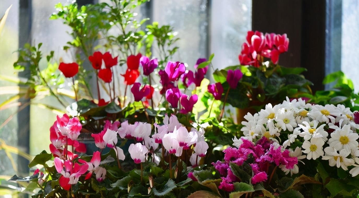 休眠期|4种“漂亮花”，5月要“剪花箭”，不剪光，很难度夏天