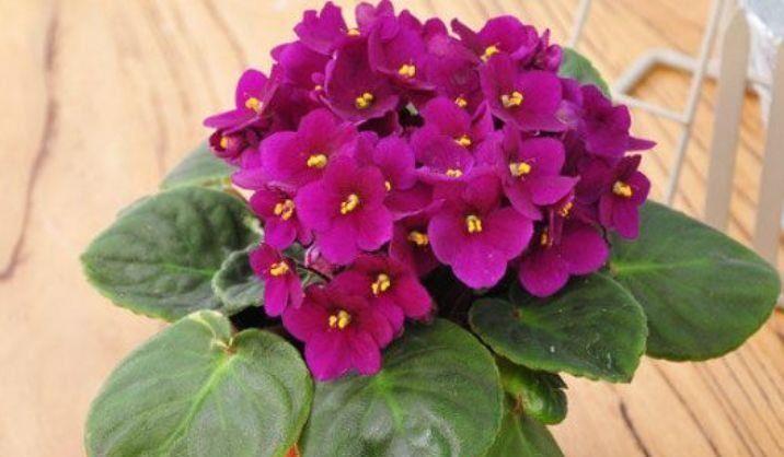 3种花是爆盆能手,四季盛开,花朵超绚烂